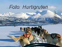 Hundeschlitten in Nord-Norwegen