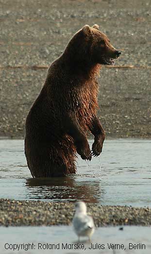 Katmai Nationalpark an der Hallo Bay ein stehender Grizzly