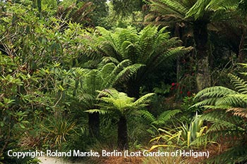 Lost Garden of Heligan, Neuseelandgarten