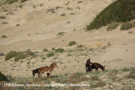 Esel auf Golden Sand Beach auf der Karpaz-Halbinsel in Nordzypern