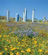 Blumenwiese in den Salamis Ruinen