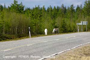 Rentiere am Rand der E8 in Finnland