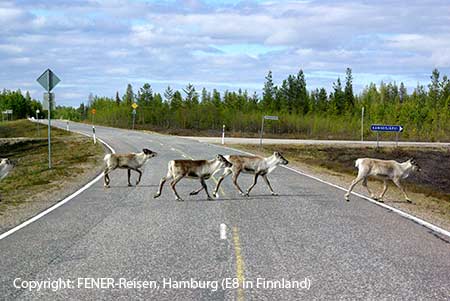 Rentiere auf der E8 in Finnland