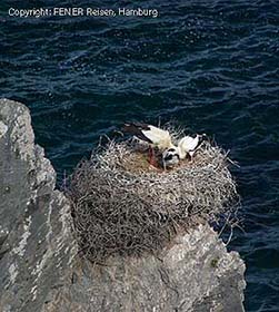 Störche bauen ihre Nester an der Steilküste des Alentejo
