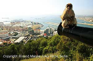 Affen von Gibralta auf der Mietwagenrundreise durch Andalusien
