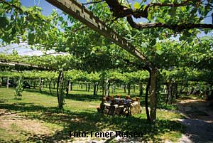 Albarinho, der besondere Weißwein Galiciens