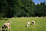 Schafe in Galicien