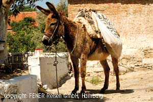 Esel im Dorf Alt-Datca in der Türkei